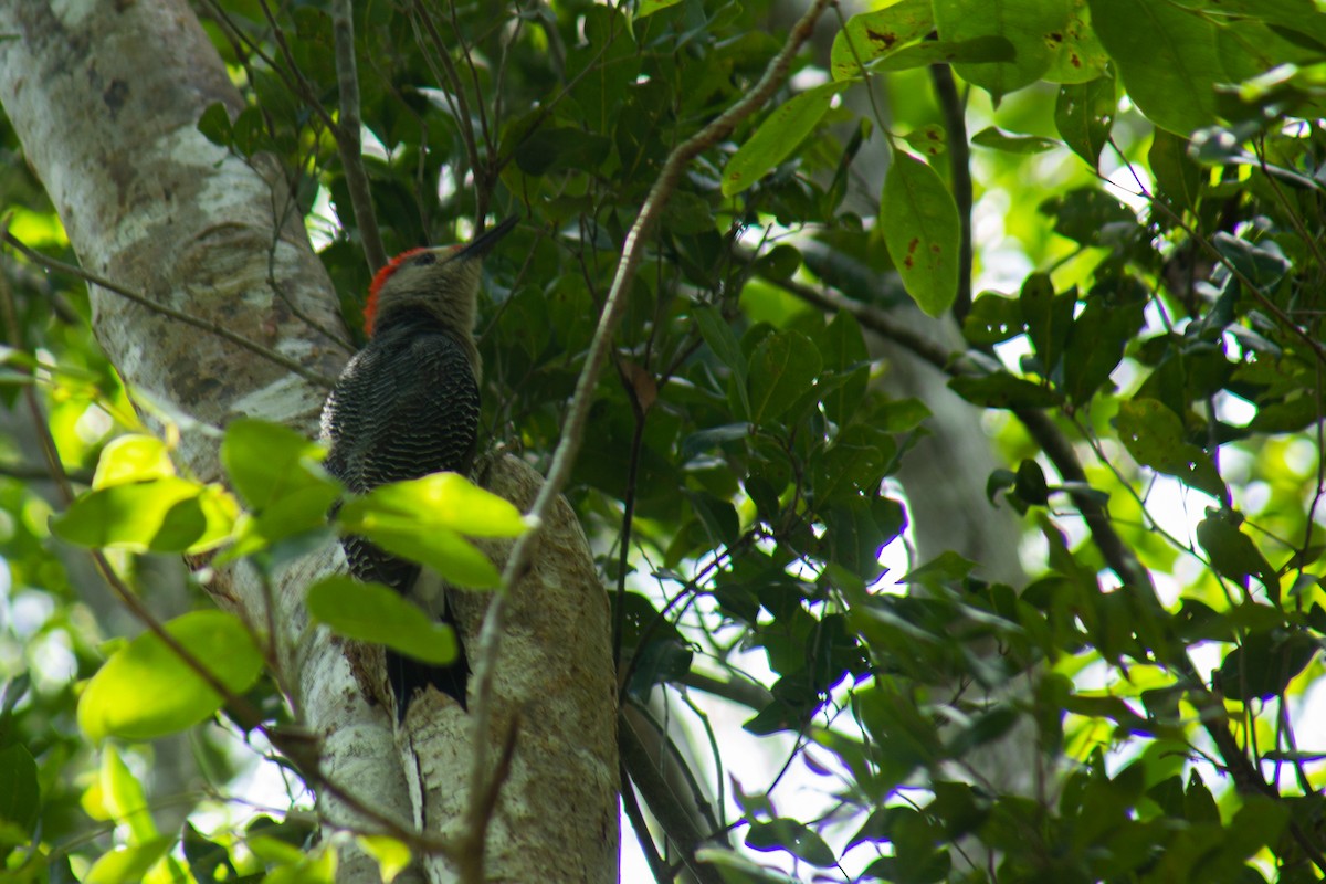 Yucatan Woodpecker - ML646062947