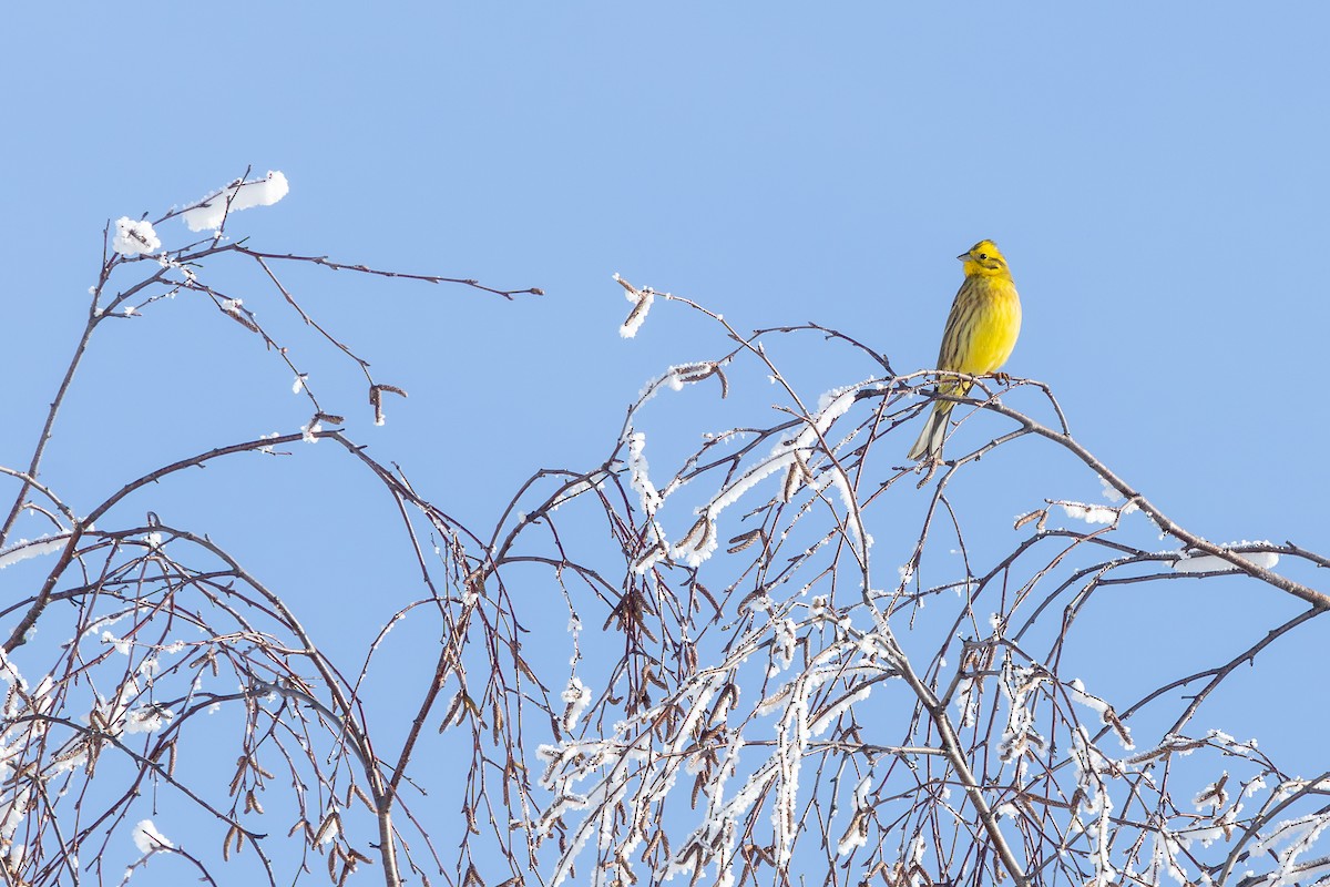 Yellowhammer - ML646062949