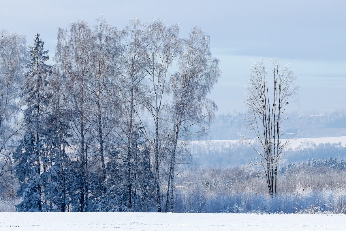 Common Buzzard - ML646062977