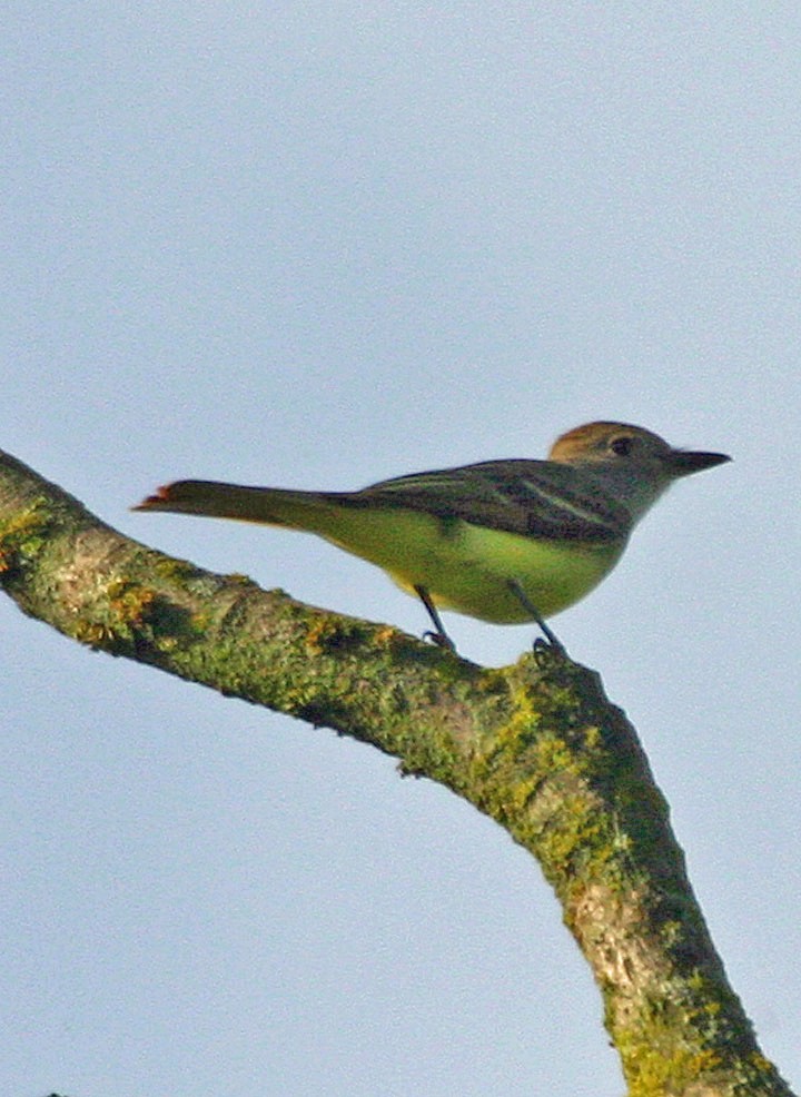 Great Crested Flycatcher - ML646062993