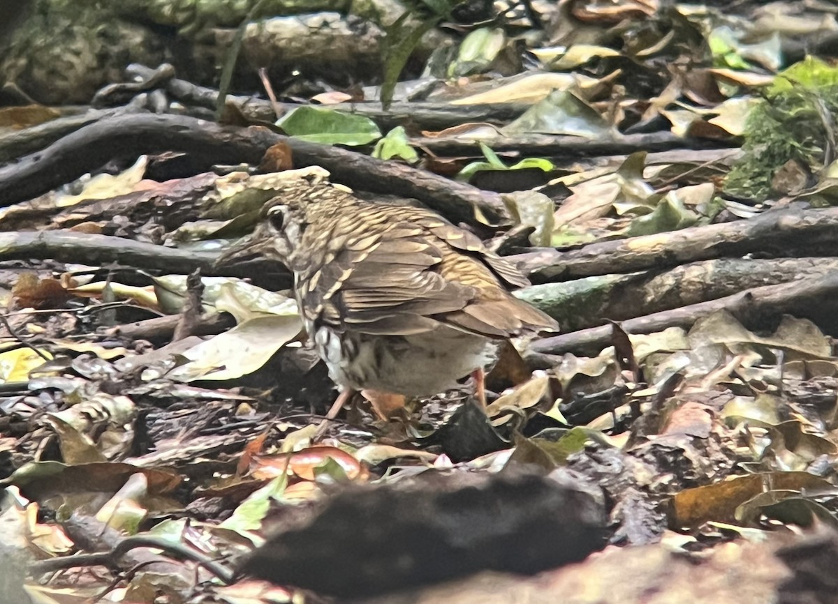 Russet-tailed Thrush - ML646062995
