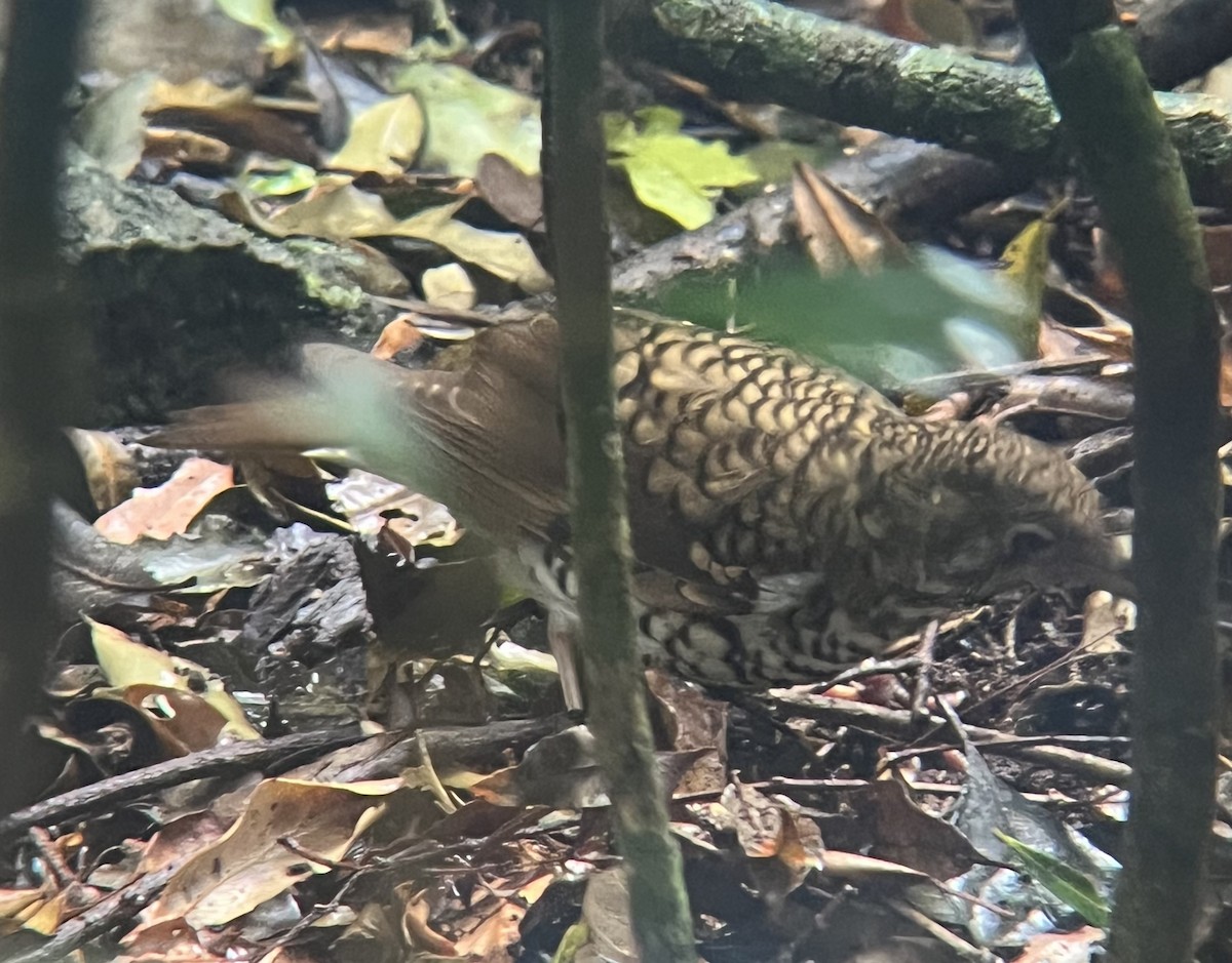 Russet-tailed Thrush - ML646062996