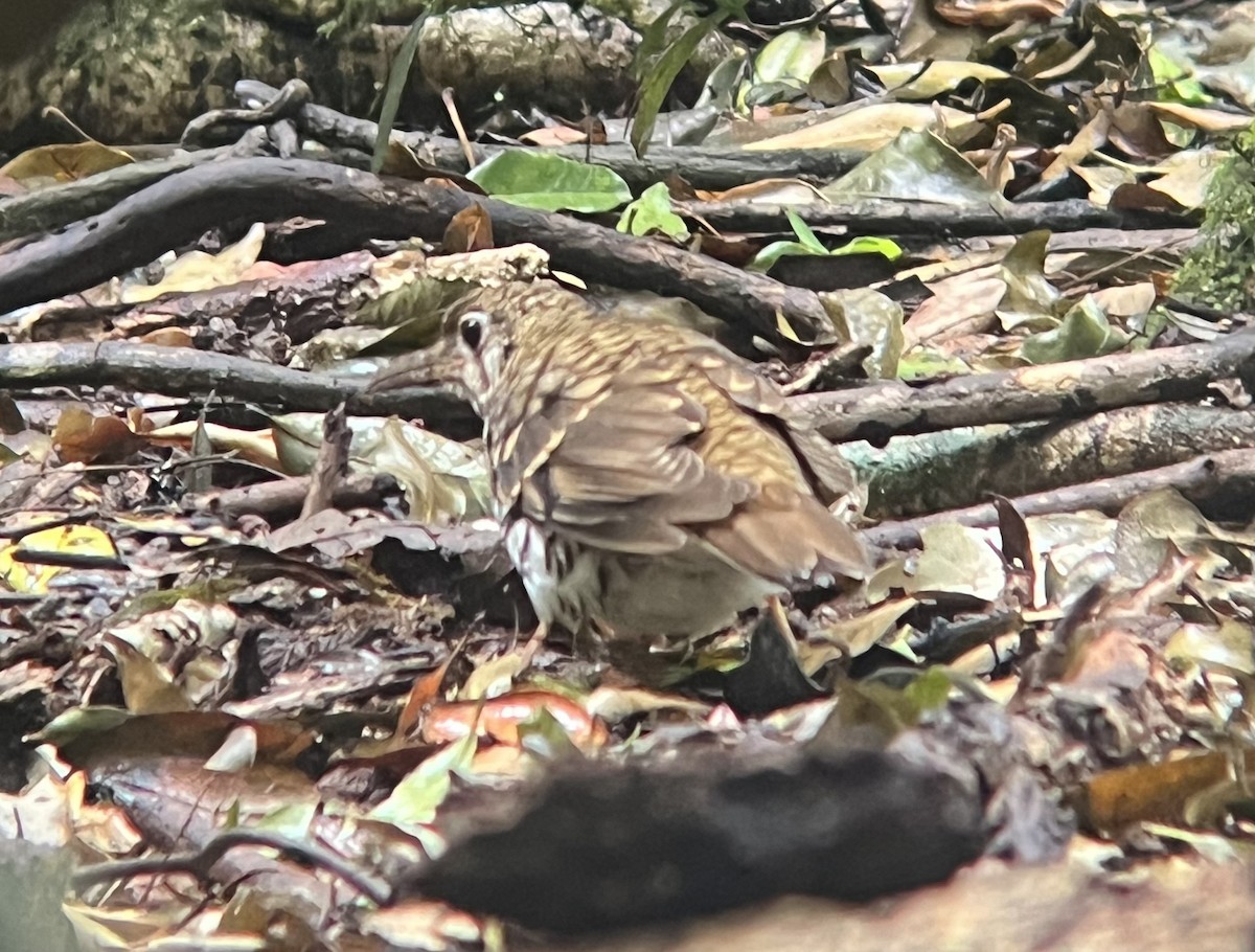 Russet-tailed Thrush - ML646062997
