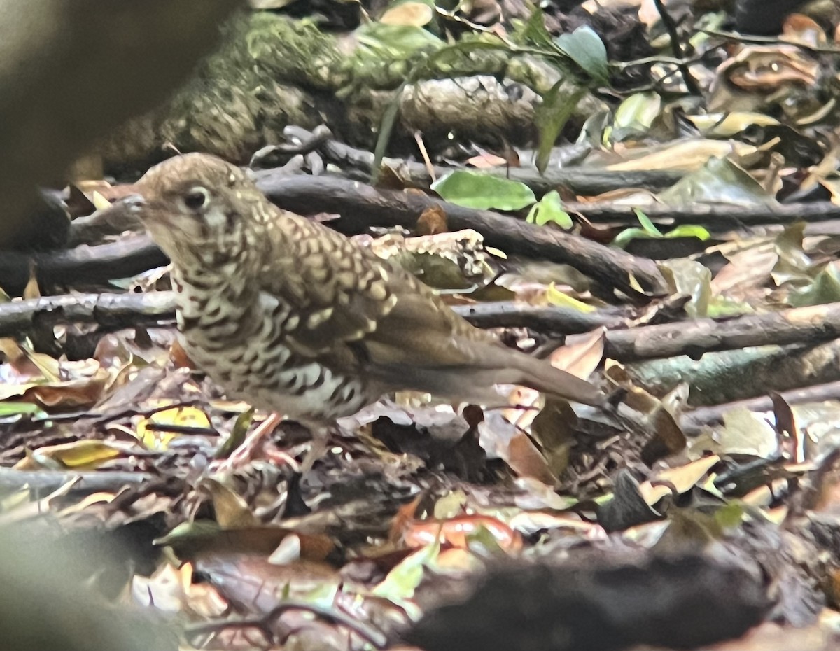 Russet-tailed Thrush - ML646062998