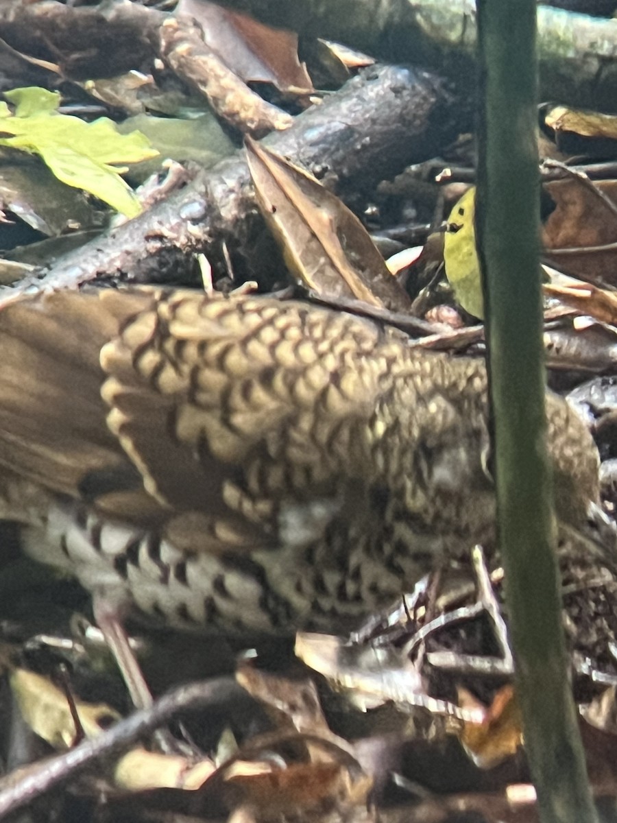Russet-tailed Thrush - ML646062999