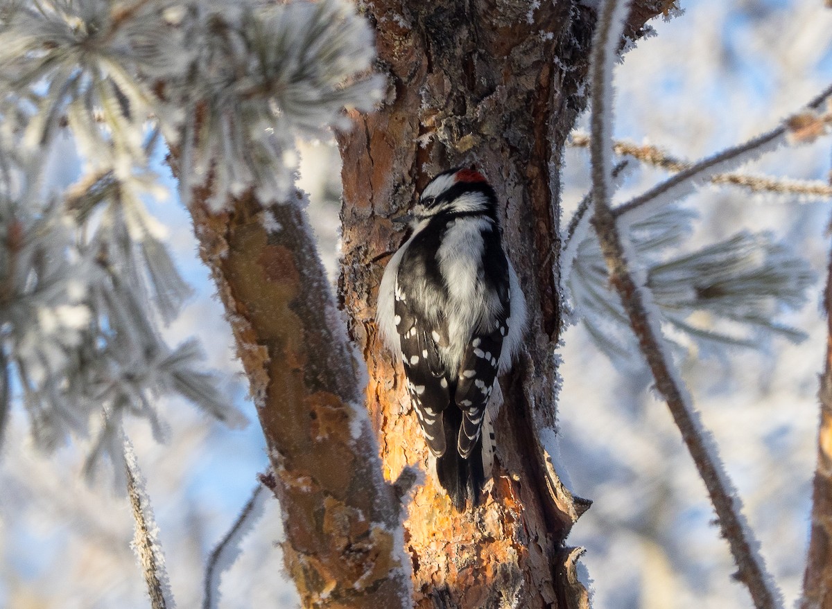 Downy Woodpecker - ML646063005
