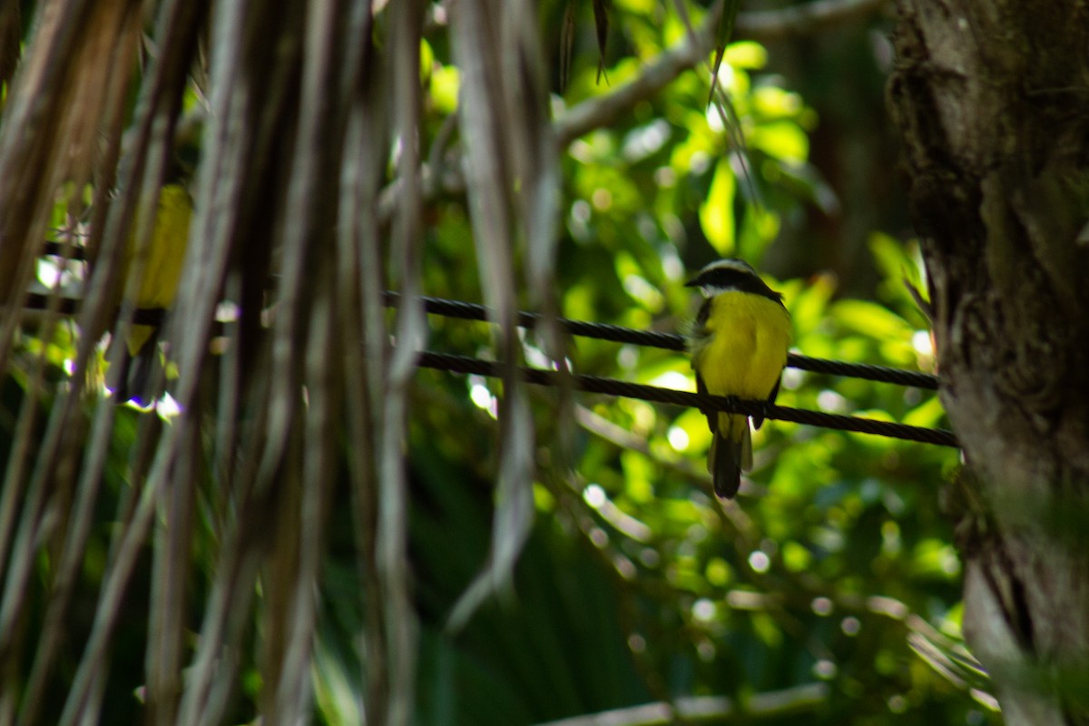Great Kiskadee - ML646063019