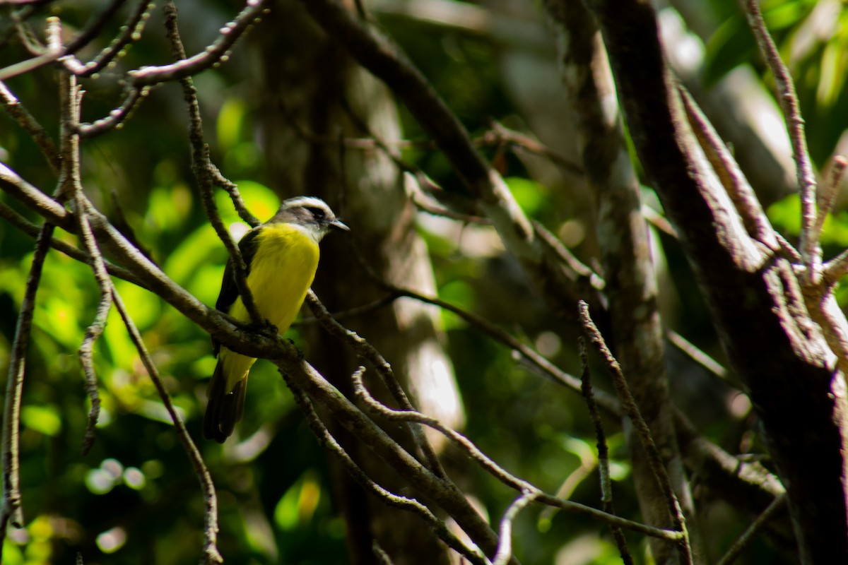 Great Kiskadee - ML646063020