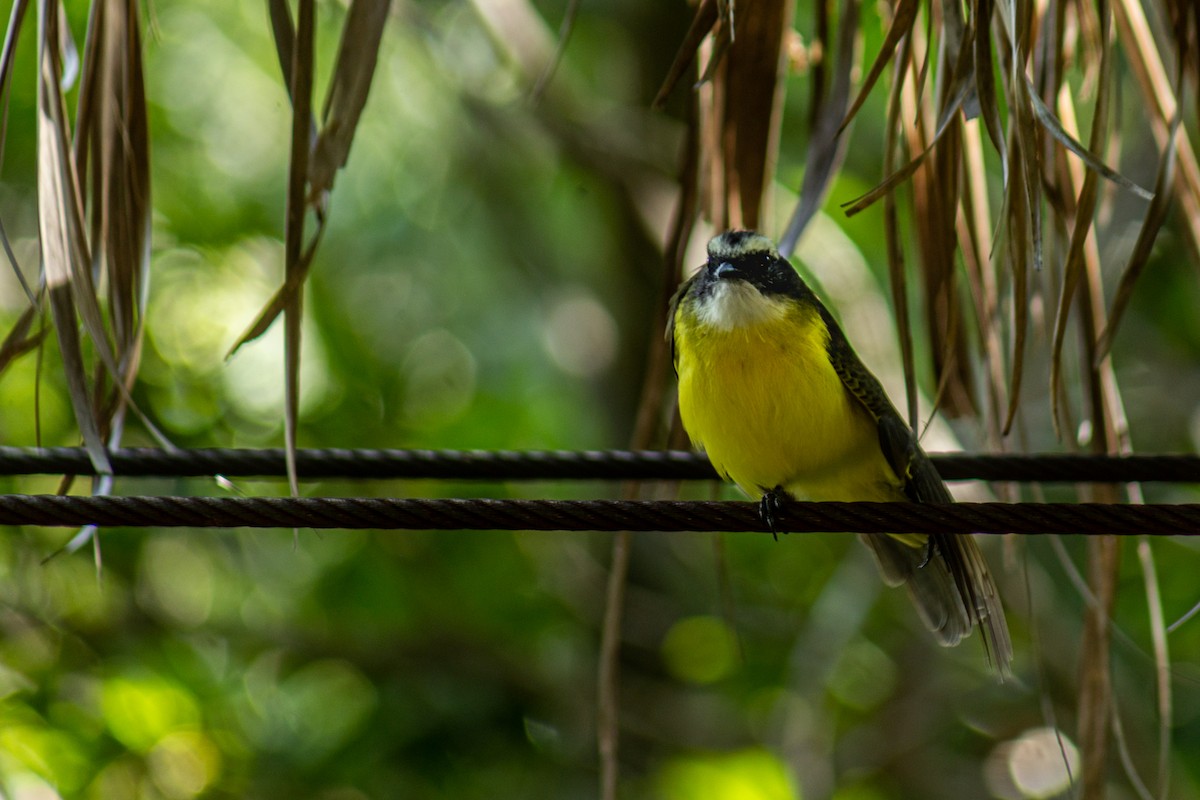 Great Kiskadee - ML646063021