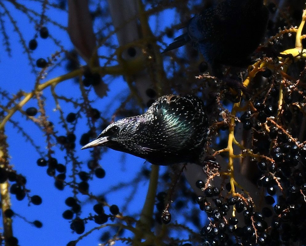 European Starling - ML646063024