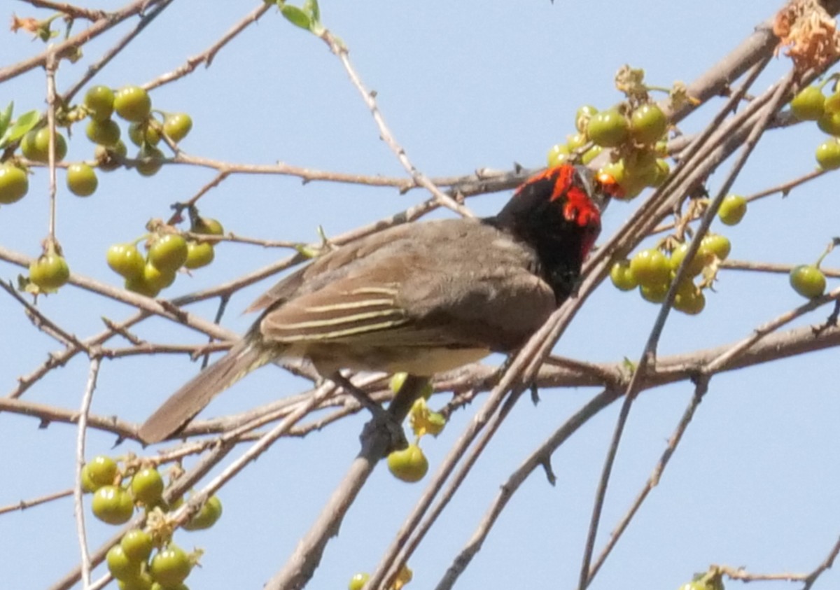 Black-collared Barbet - ML646063026