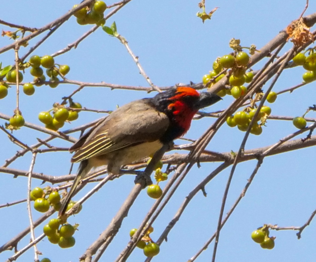 Black-collared Barbet - ML646063027