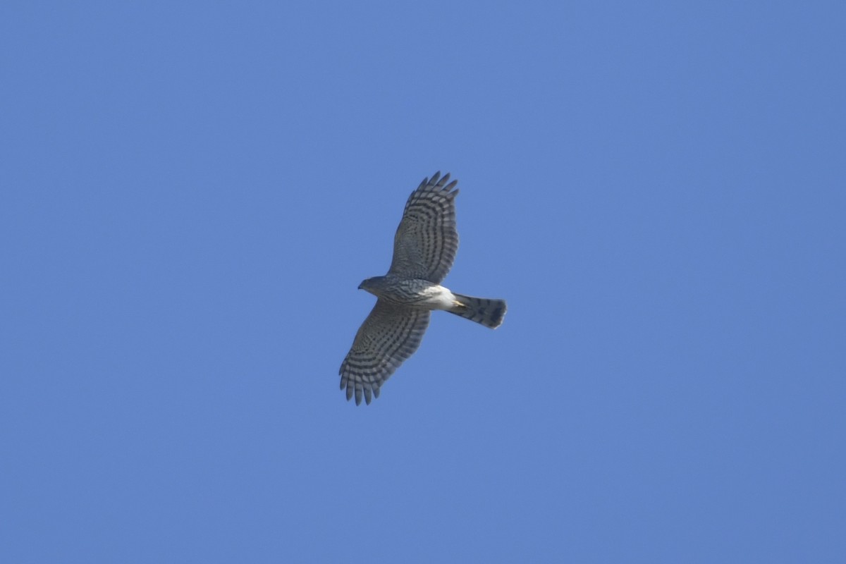 Sharp-shinned Hawk - ML646063037