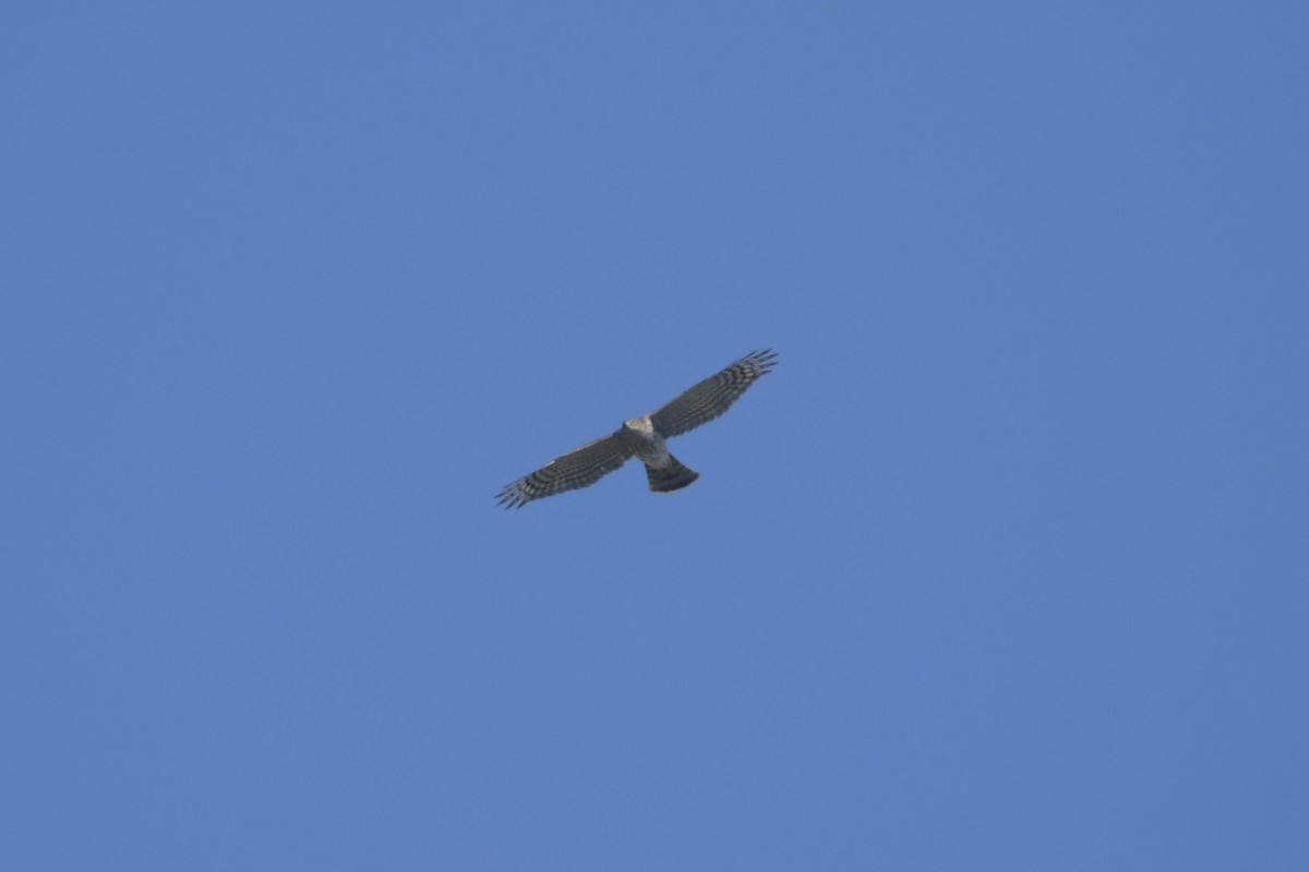 Sharp-shinned Hawk - ML646063039