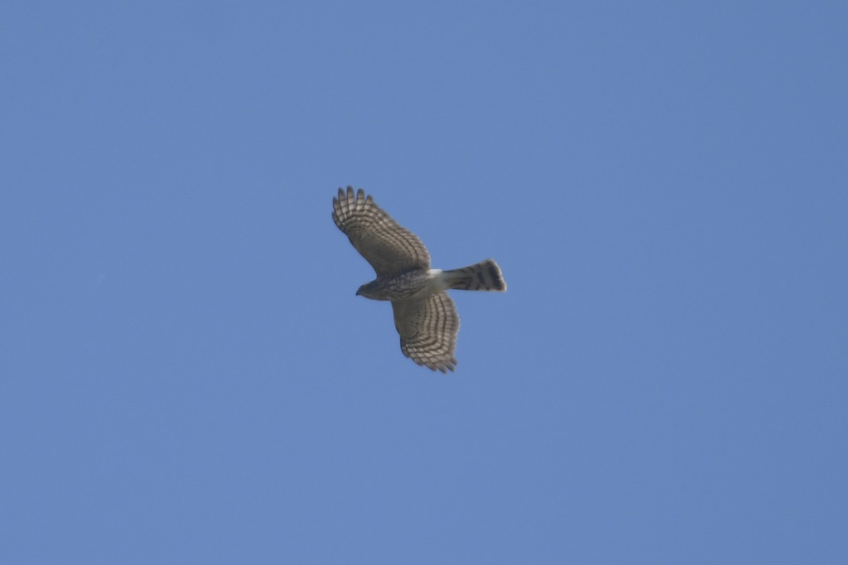 Sharp-shinned Hawk - ML646063040