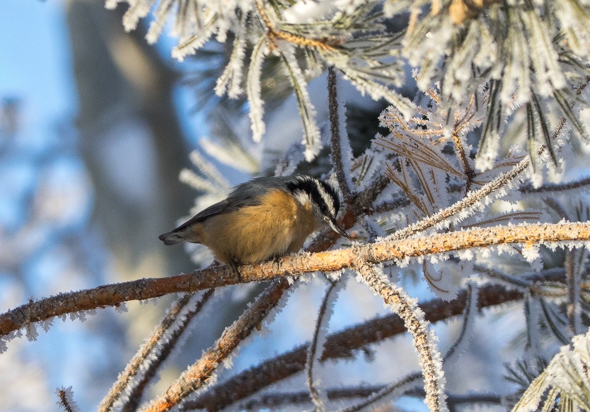 Red-breasted Nuthatch - ML646063044