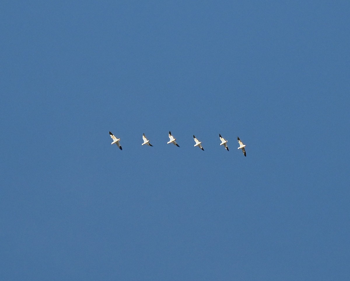 Ross's Goose - ML646063047