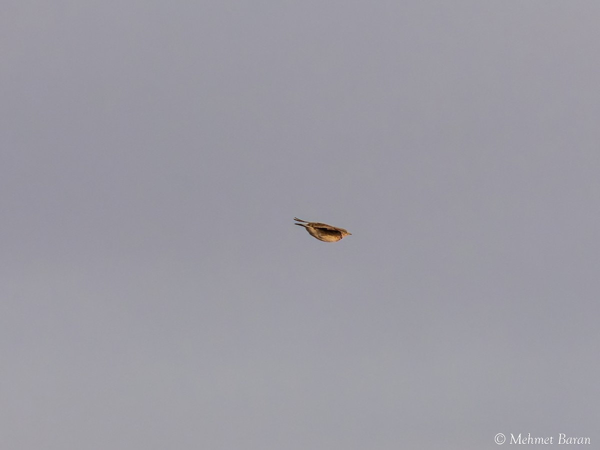 עפרוני ענק - ML646063048