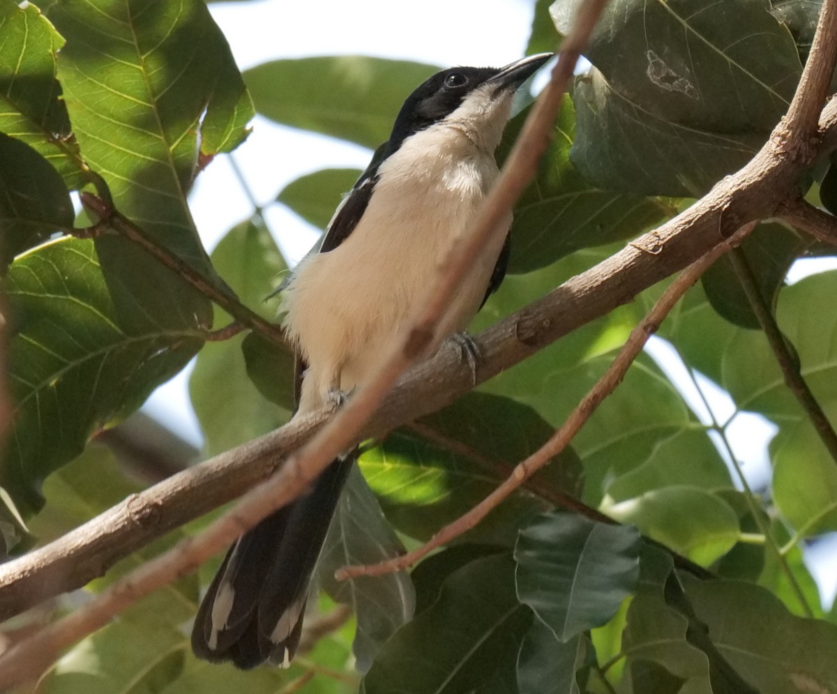 Пегий бубу - ML646063054