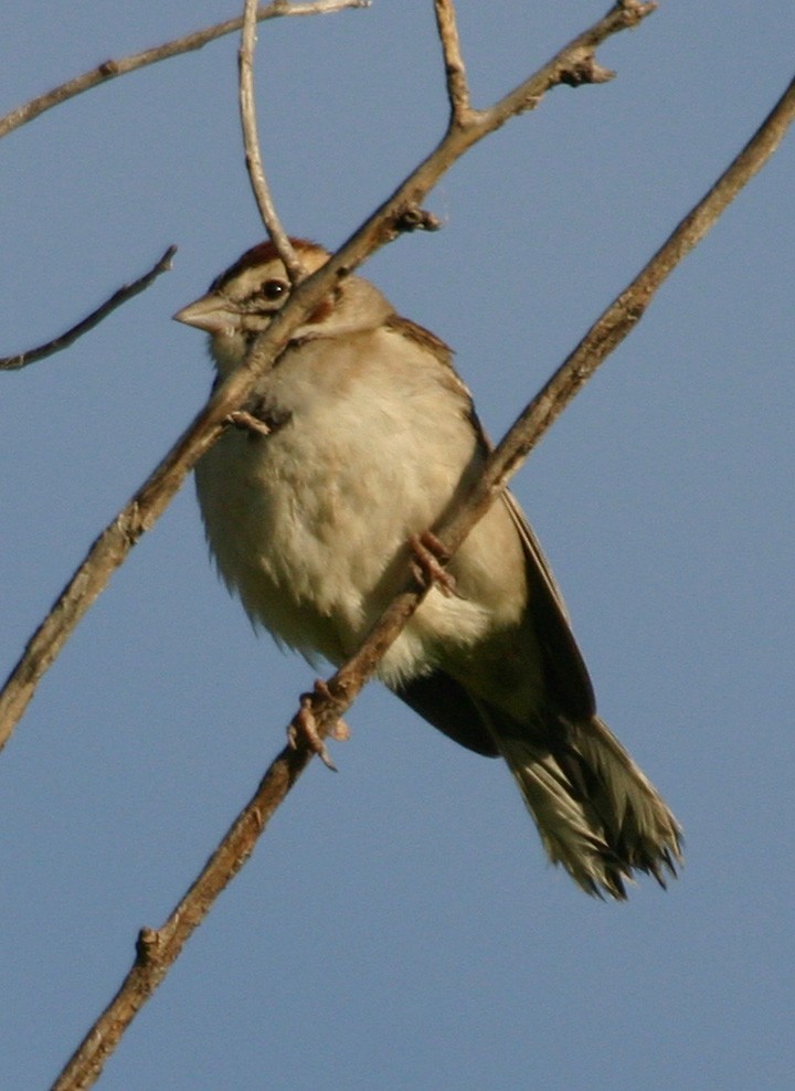Lark Sparrow - ML646063060