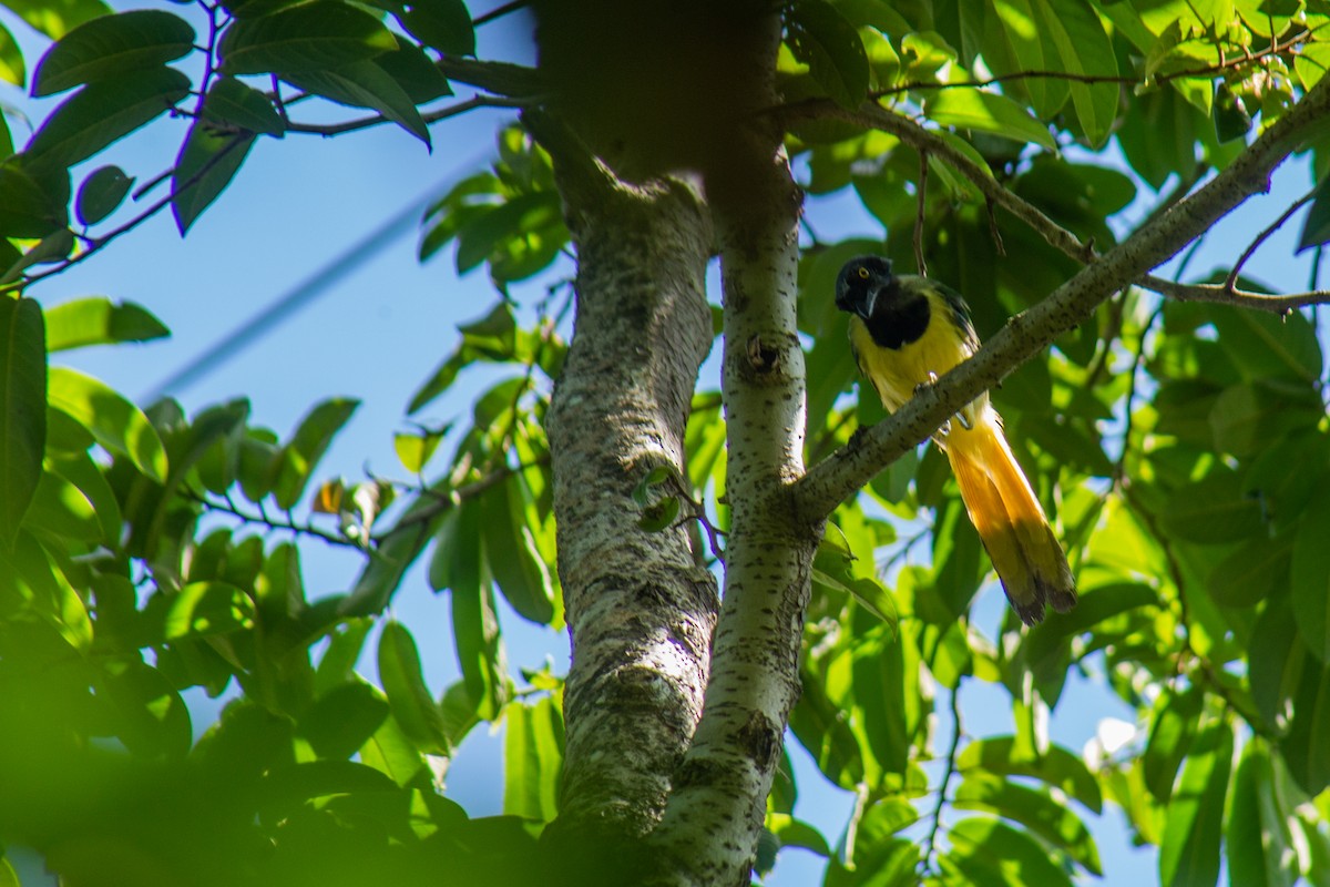 Inkablaurabe - ML646063066