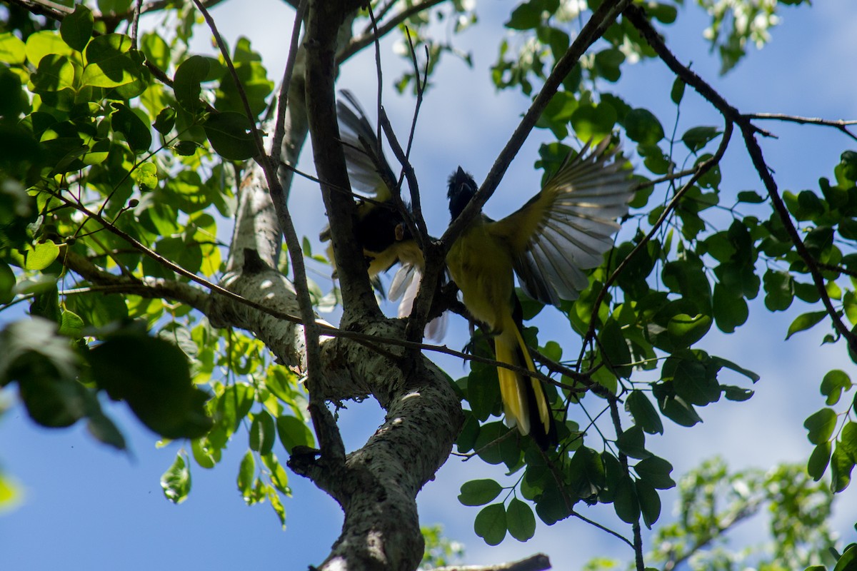 Inkablaurabe - ML646063067