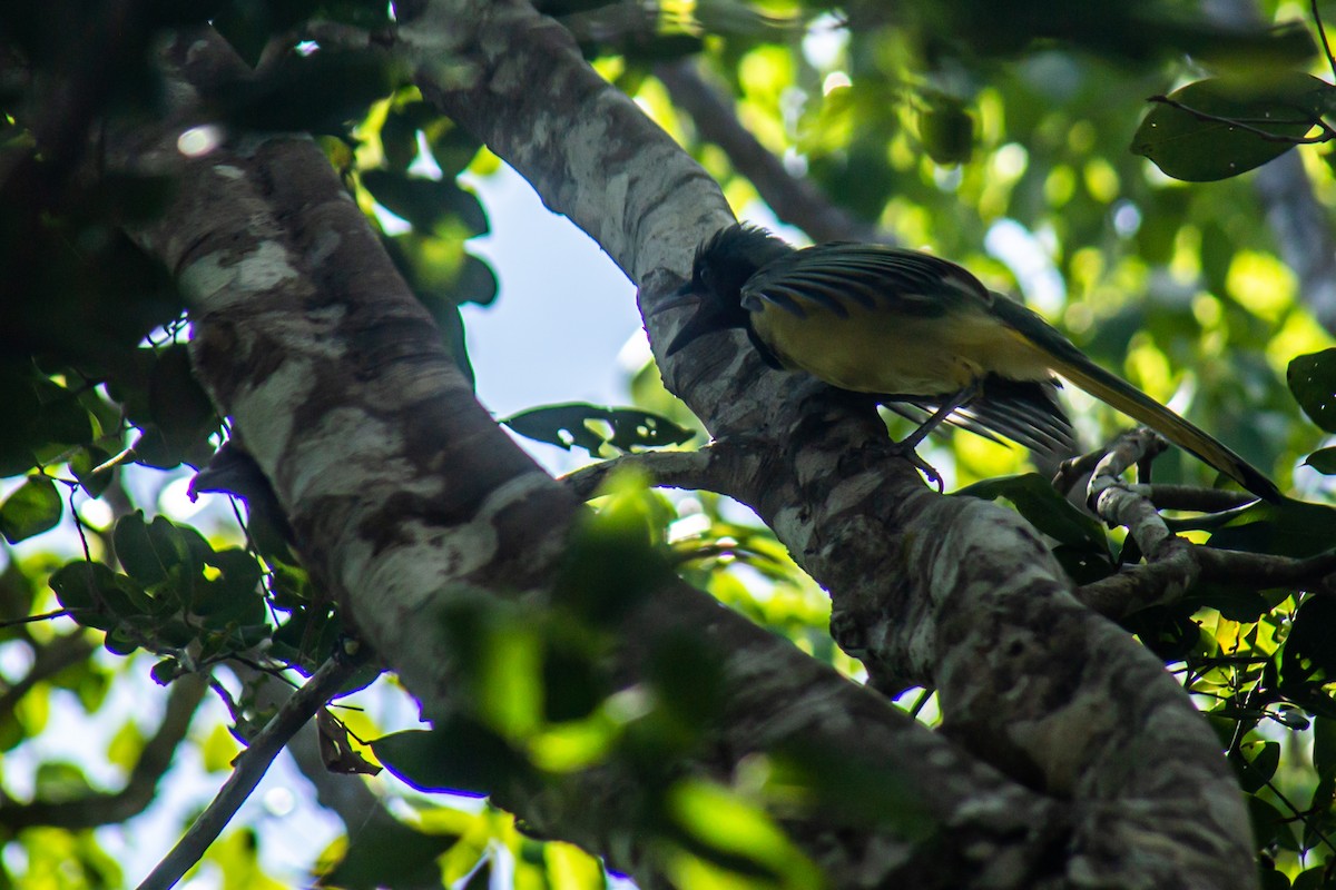 Inkablaurabe - ML646063068