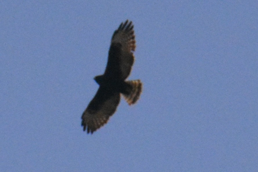 Short-tailed Hawk - ML646063071
