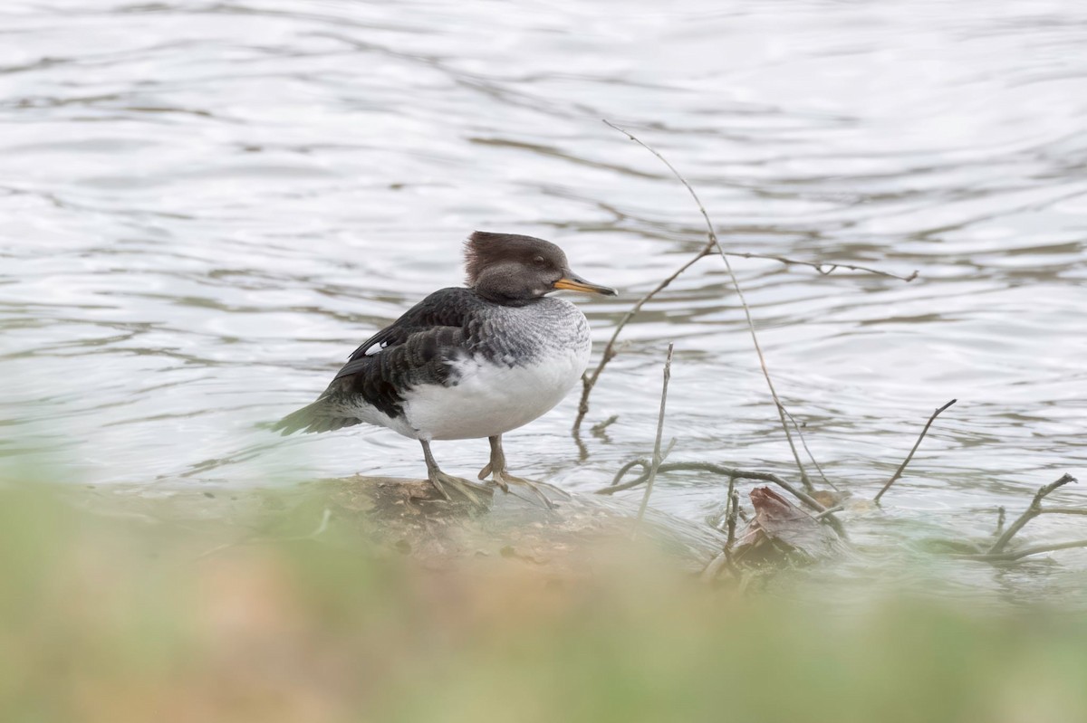 Hooded Merganser - ML646063072