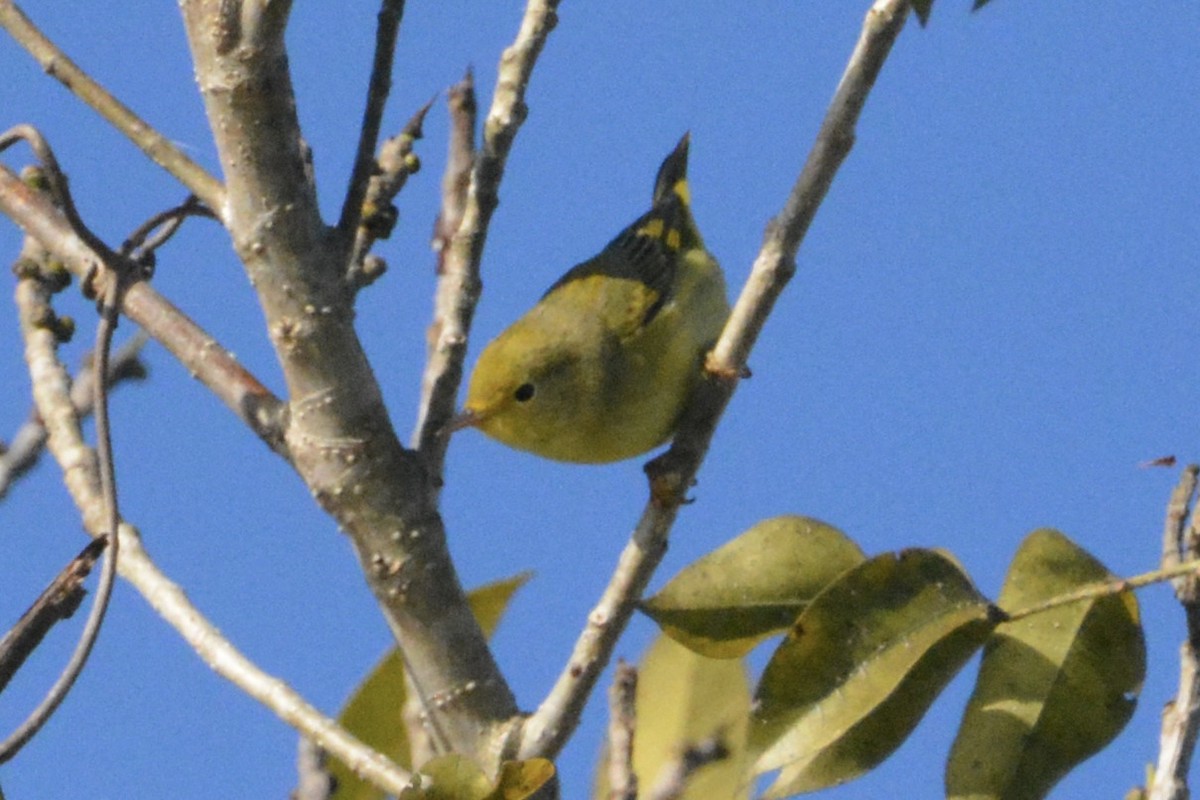 Northern Yellow Warbler - ML646063073