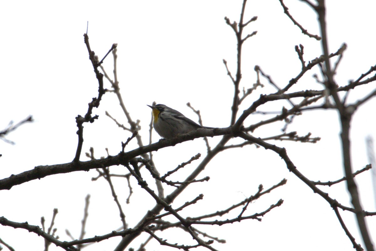 Goldkehl-Waldsänger - ML646063074