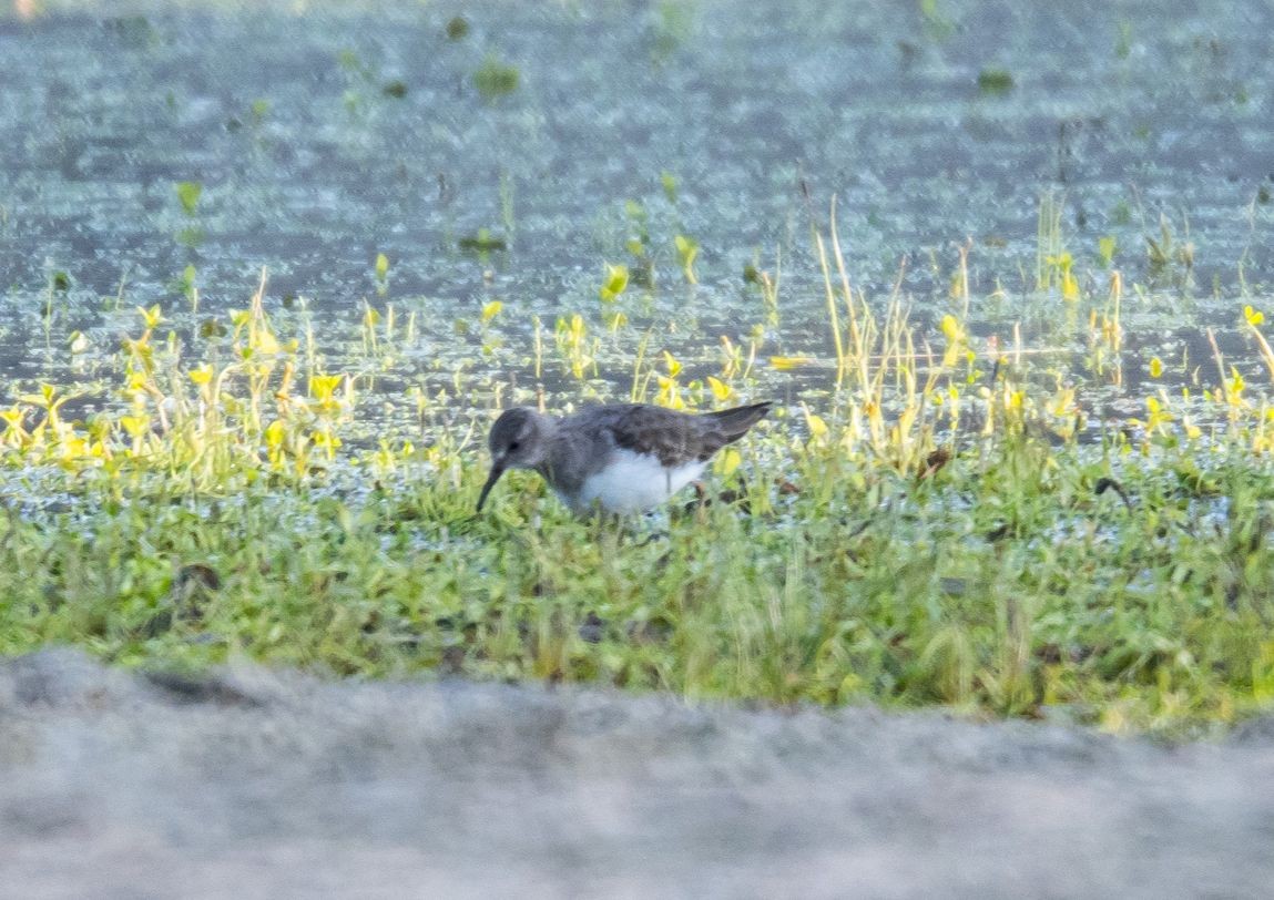 jespák šedý - ML646063076