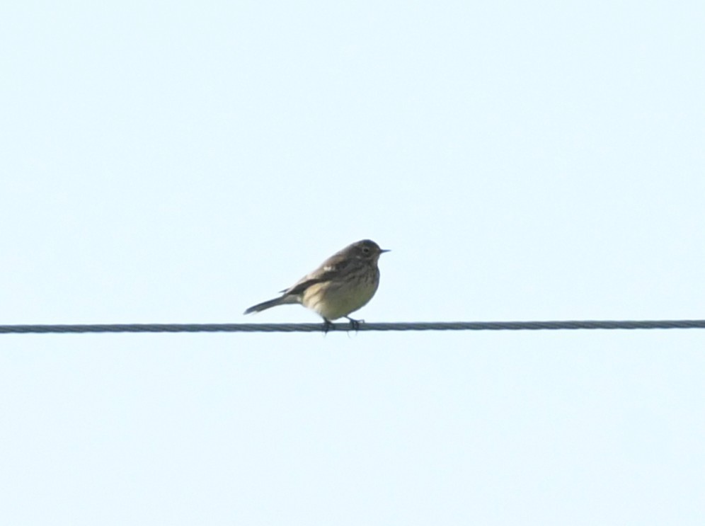 American Pipit - ML646063078