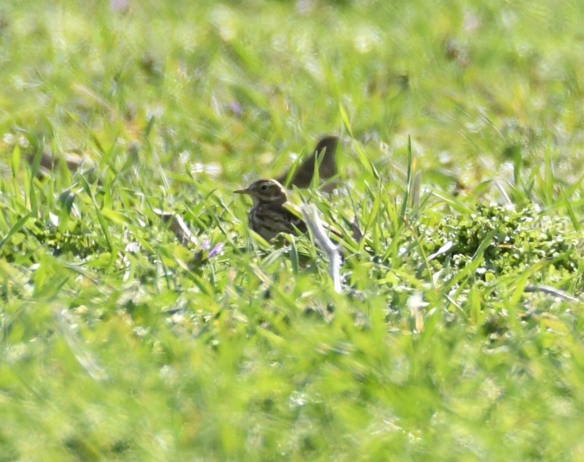 American Pipit - ML646063079
