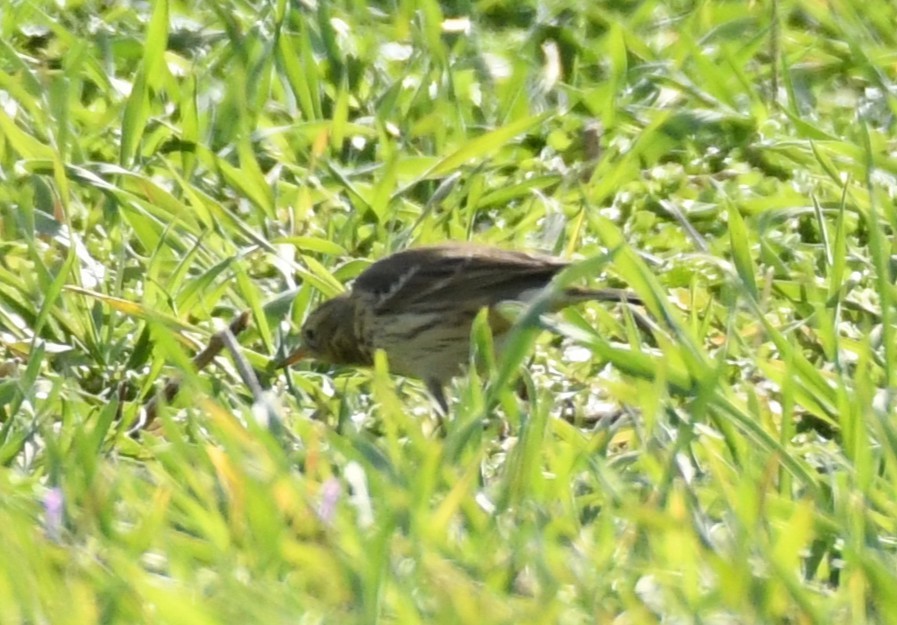 American Pipit - ML646063080