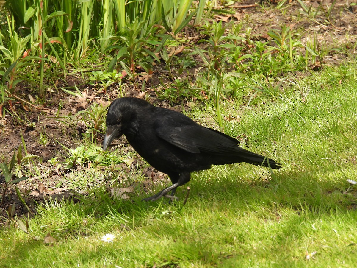 Carrion Crow - ML646063086