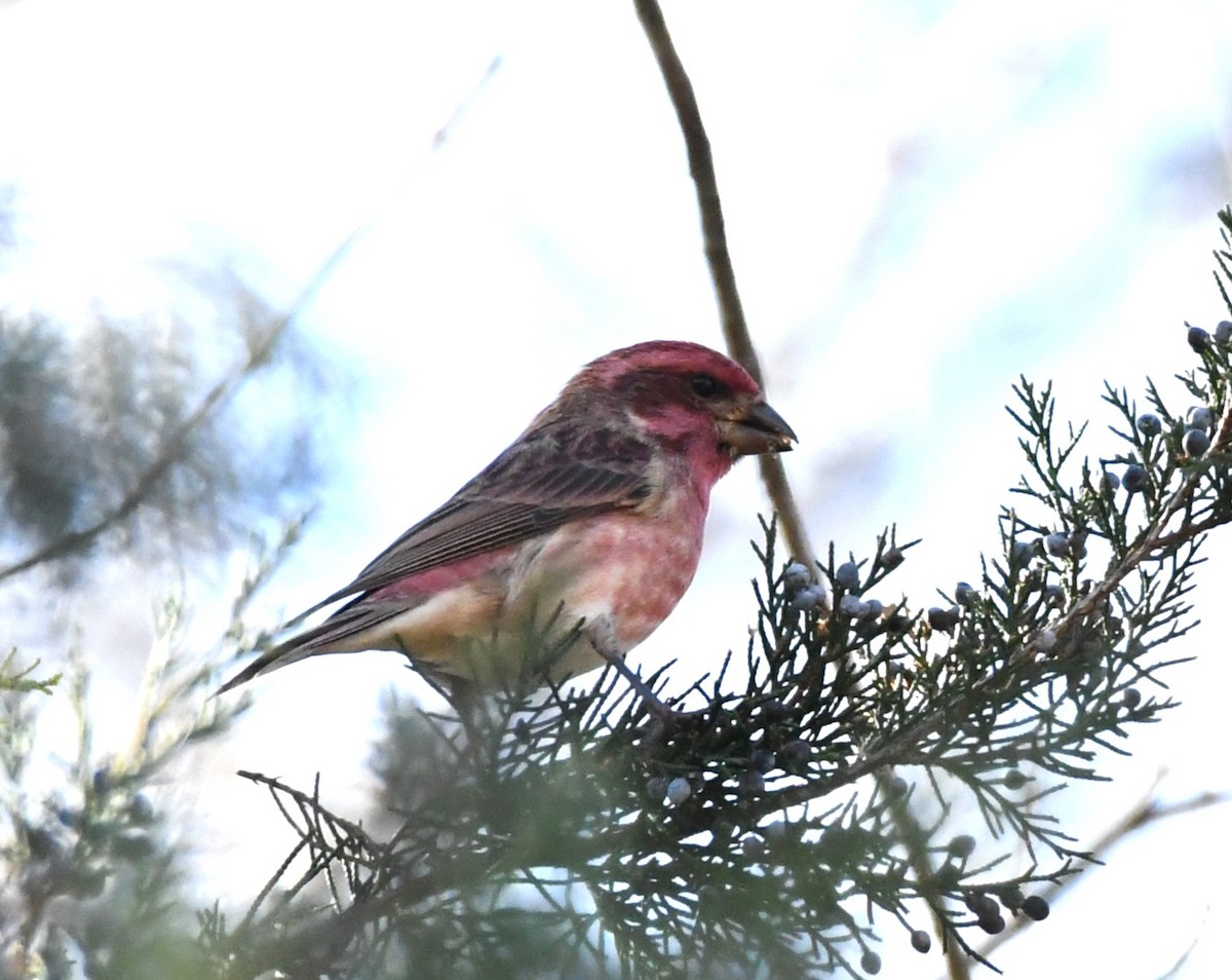 Purple Finch (Eastern) - ML646063088
