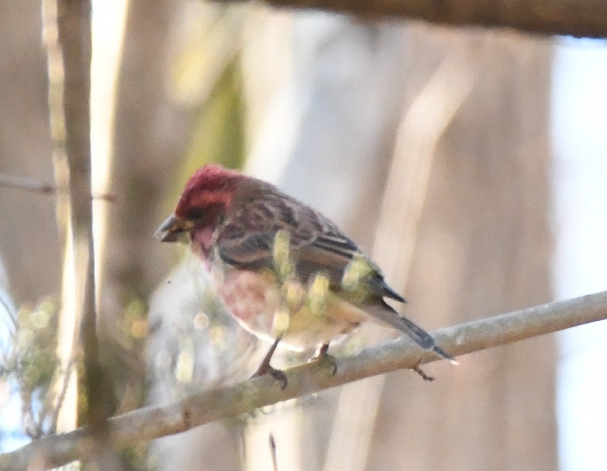 Purple Finch (Eastern) - ML646063089