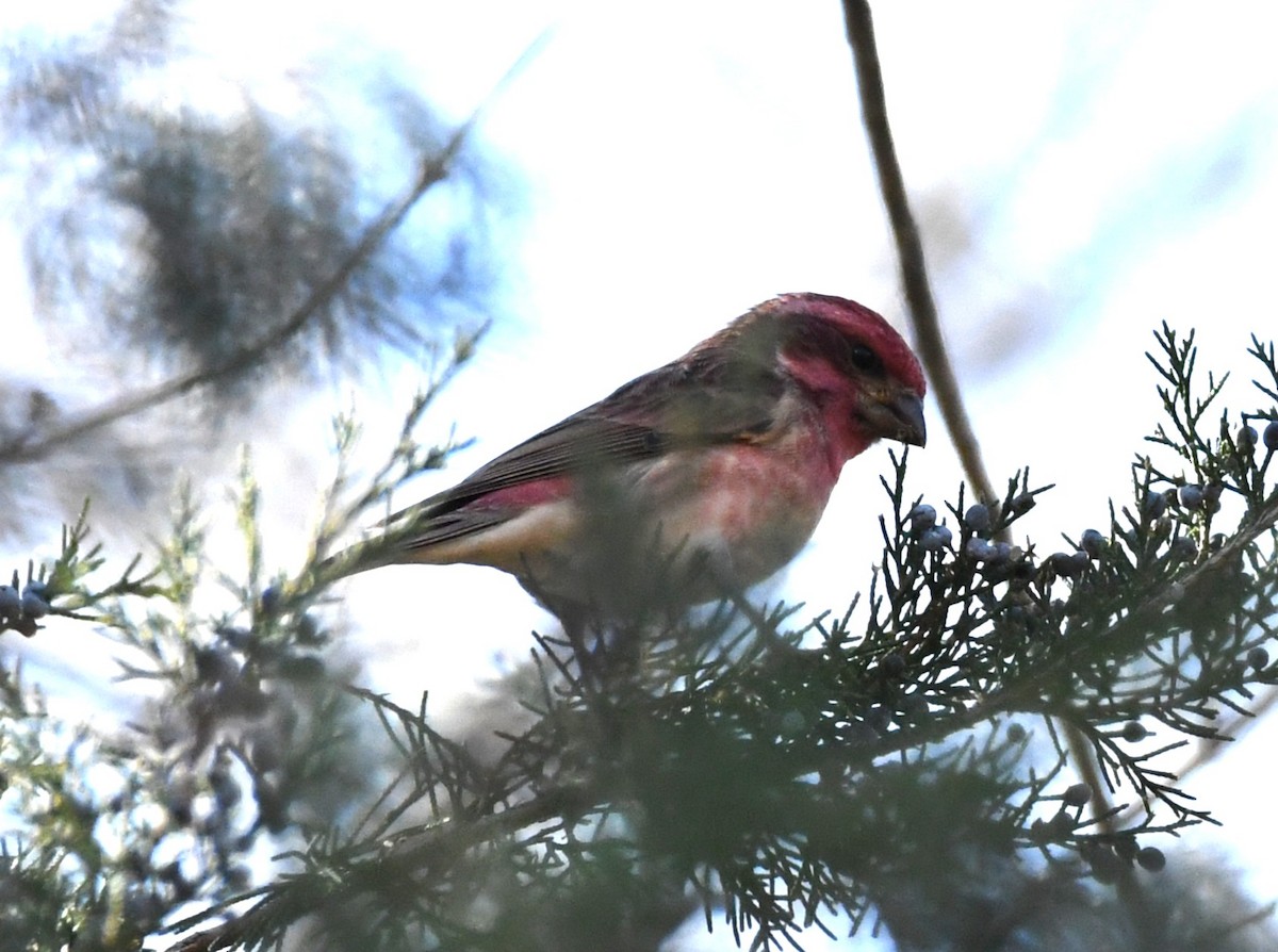 Purple Finch (Eastern) - ML646063090
