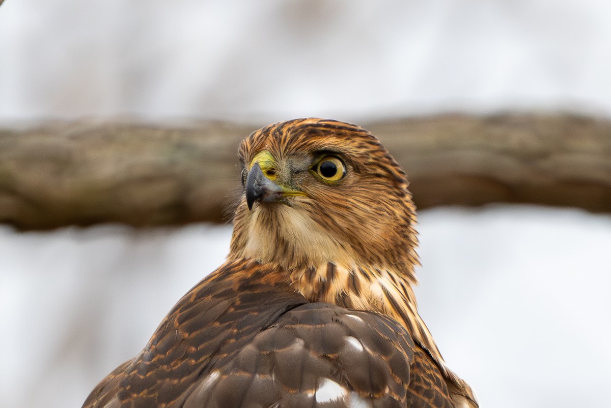 Cooper's Hawk - ML646063091