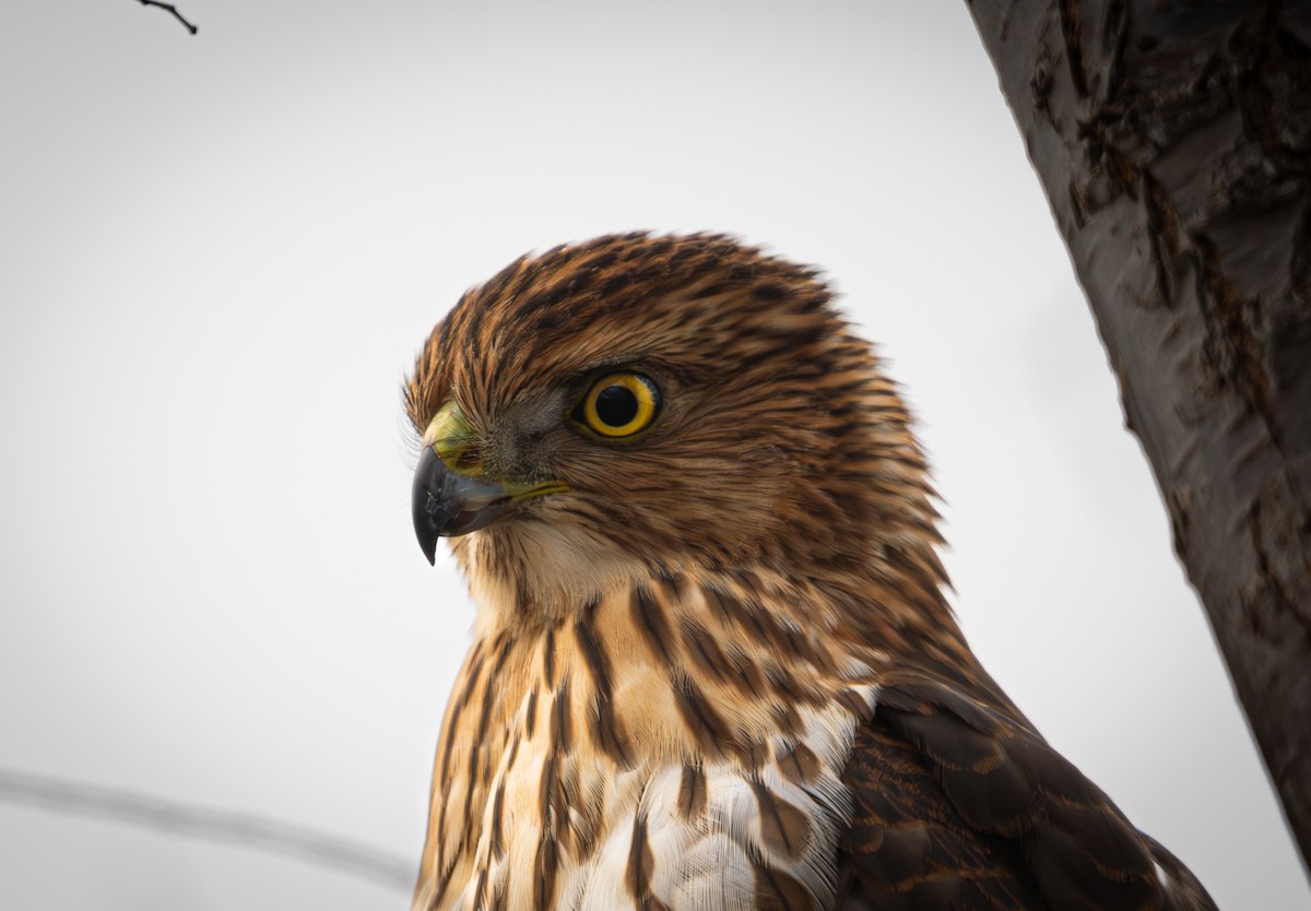 Cooper's Hawk - ML646063092