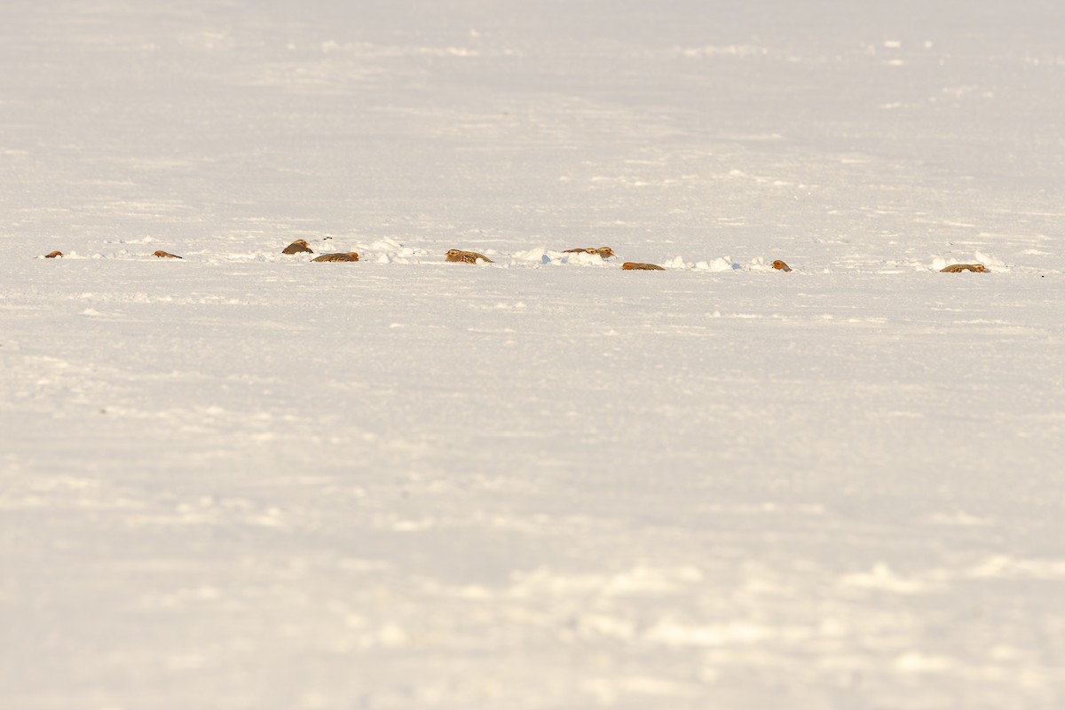 Gray Partridge - ML646063098