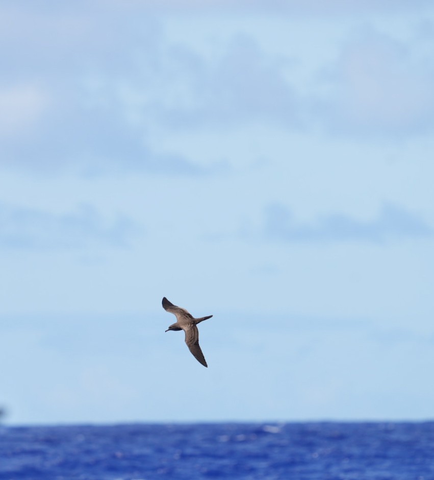Wedge-tailed Shearwater - ML646063099