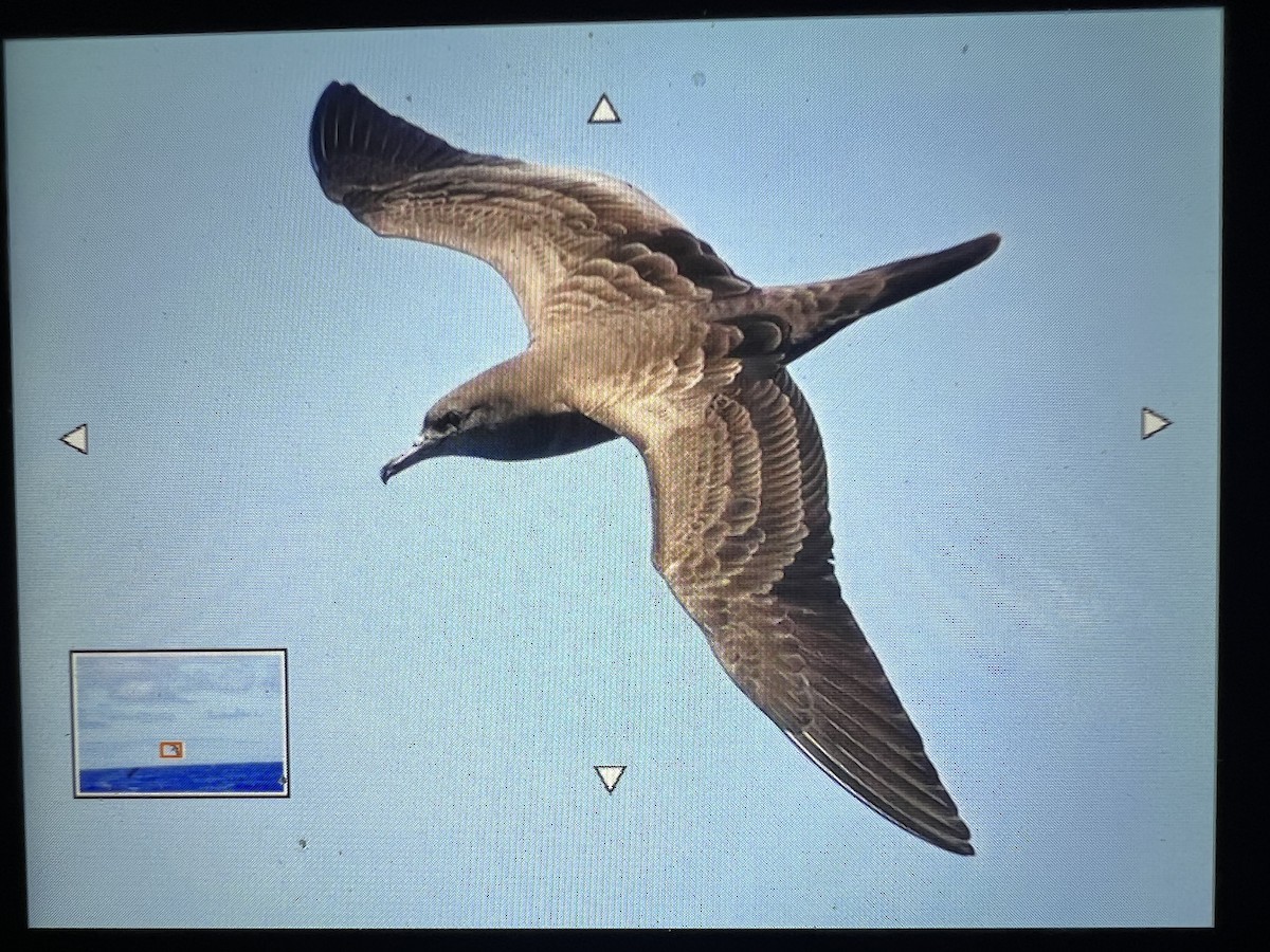 Wedge-tailed Shearwater - ML646063100
