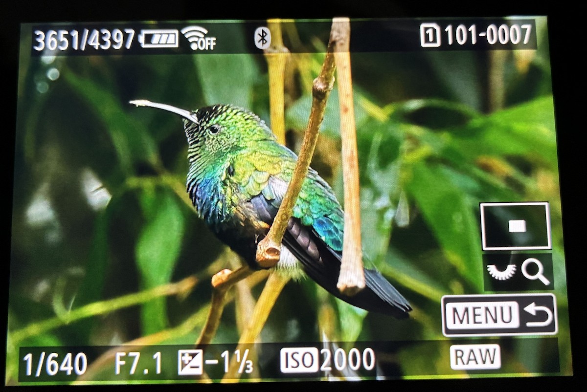 Green-throated Carib - ML646063103