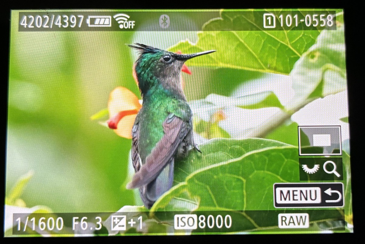 Antillean Crested Hummingbird - ML646063114