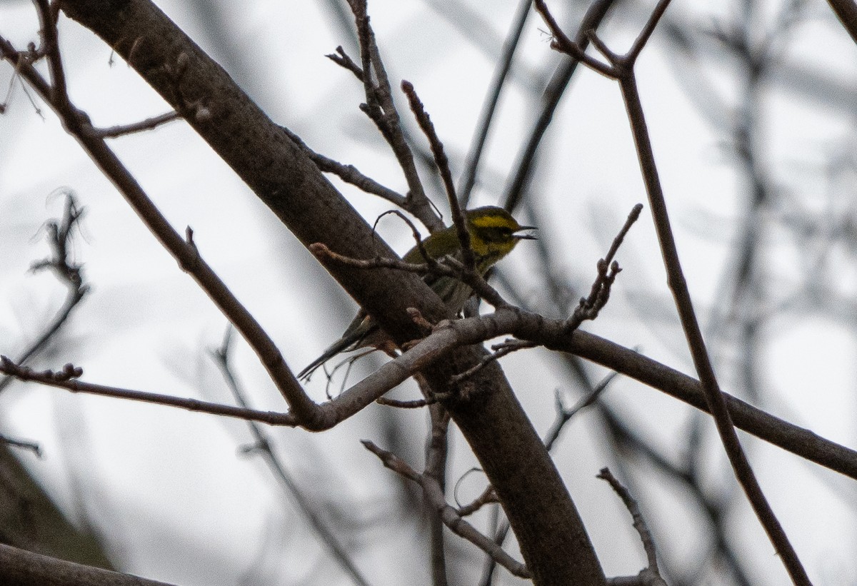 Townsend's Warbler - ML646063116