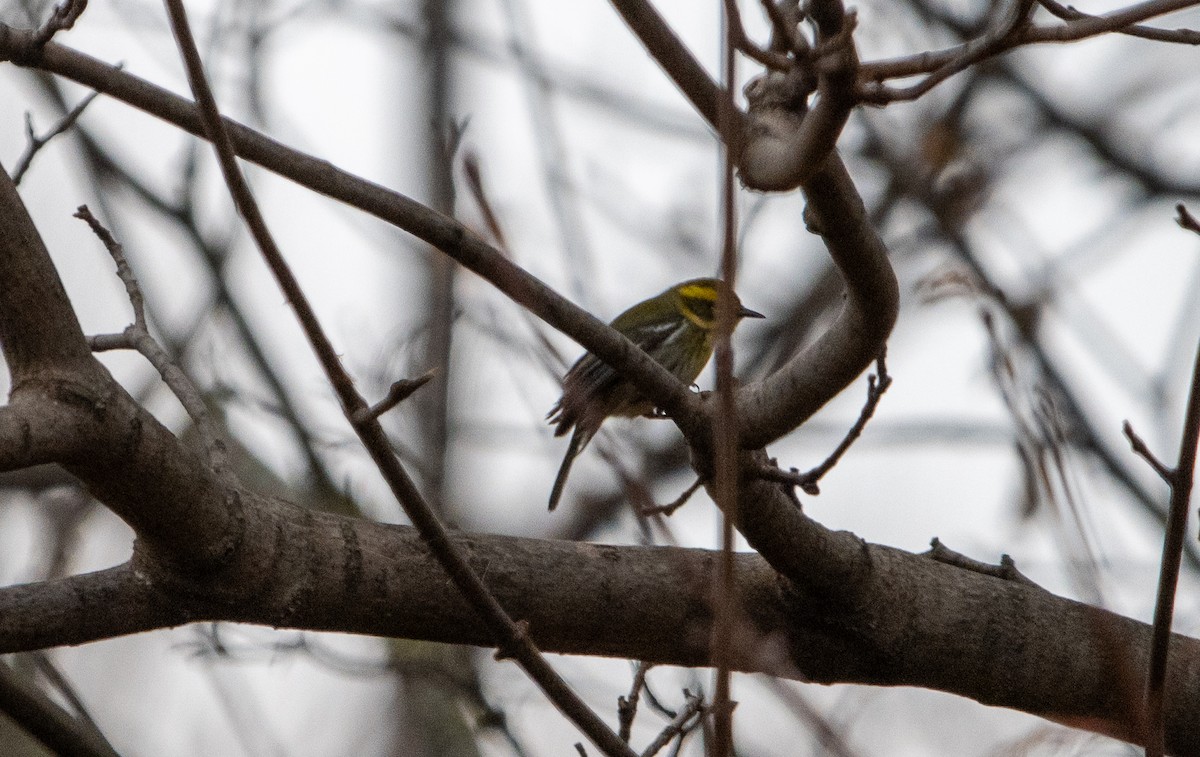 Townsend's Warbler - ML646063117