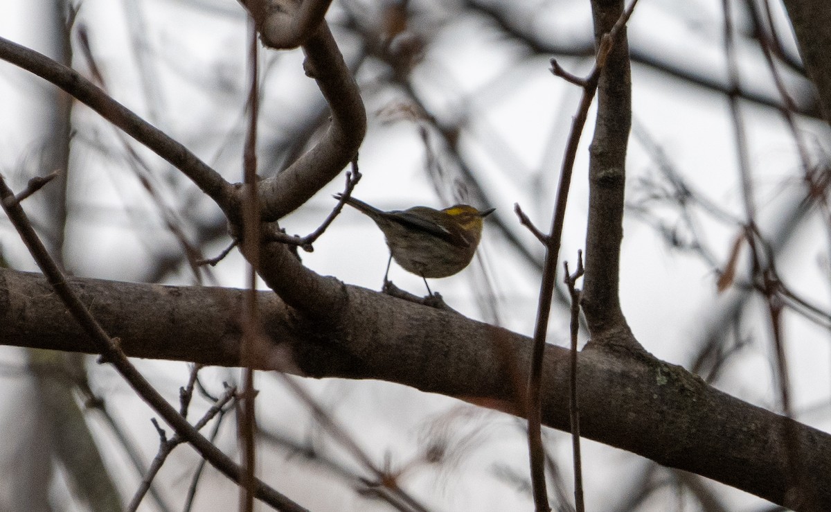 Townsend's Warbler - ML646063118