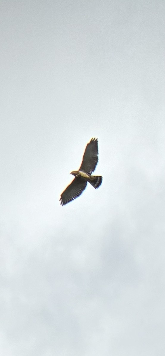 Broad-winged Hawk - ML646063120